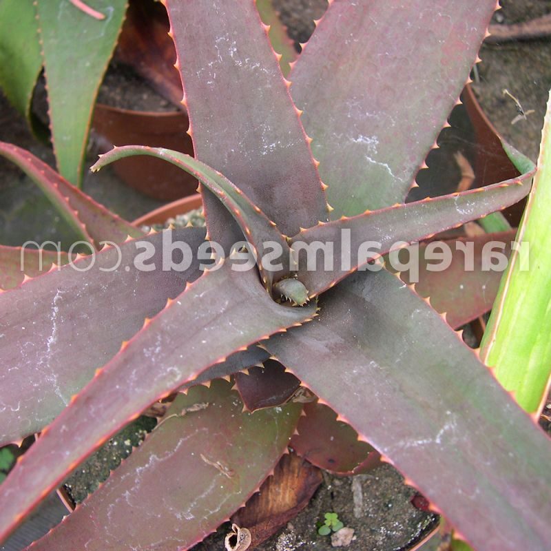 aloe erythrophylla la suculenta roja