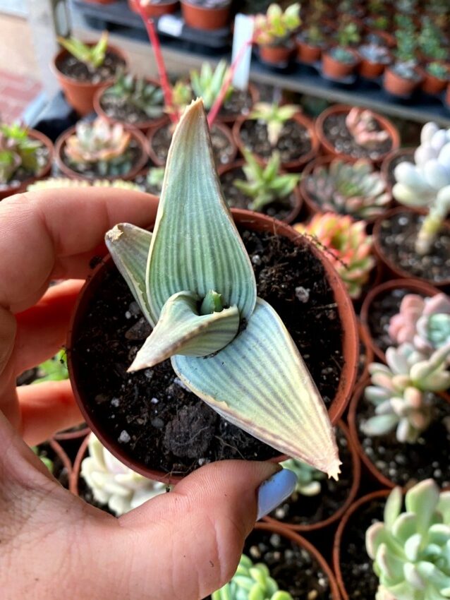 aloe karasbergensis la suculenta ideal para tu jardin