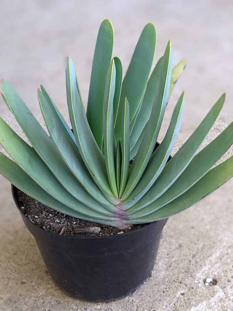 aloe kumara todo sobre esta planta suculenta