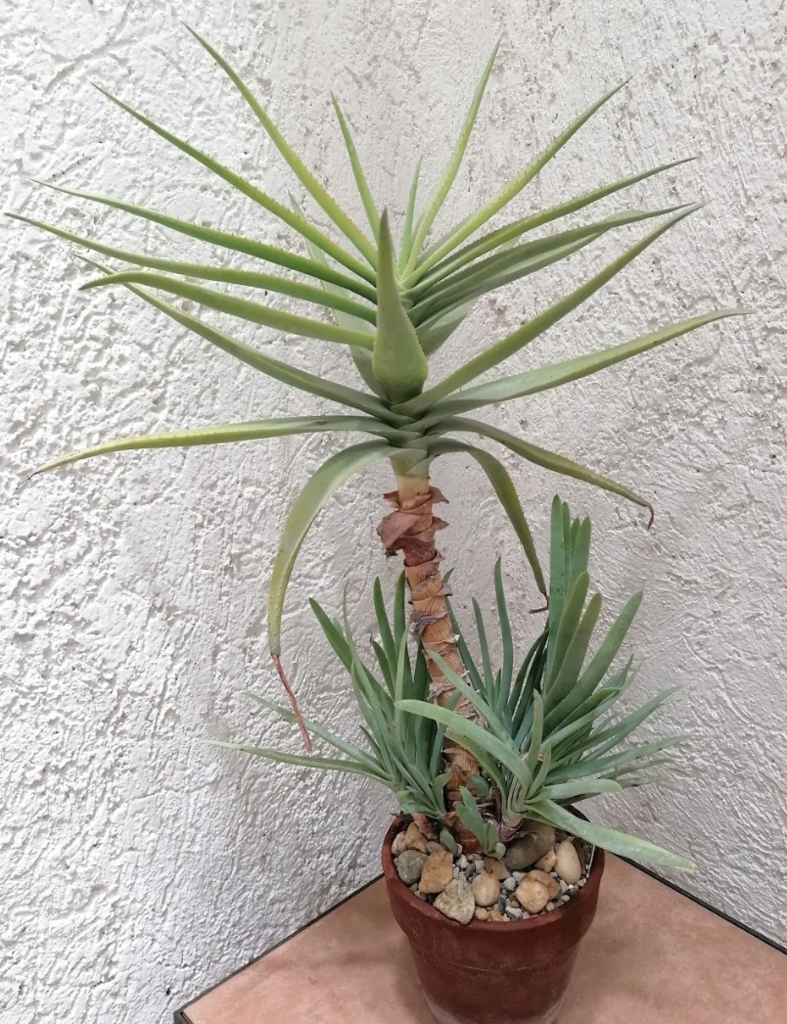 aloe lineata la suculenta rayada de hojas elegantes