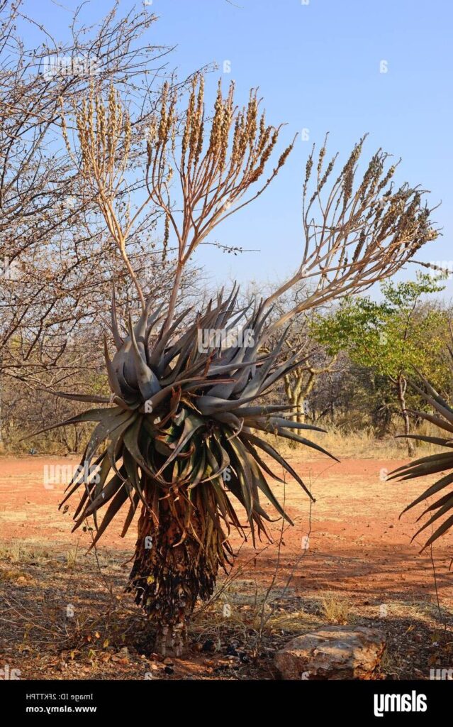 aloe littoralis todo sobre esta suculenta