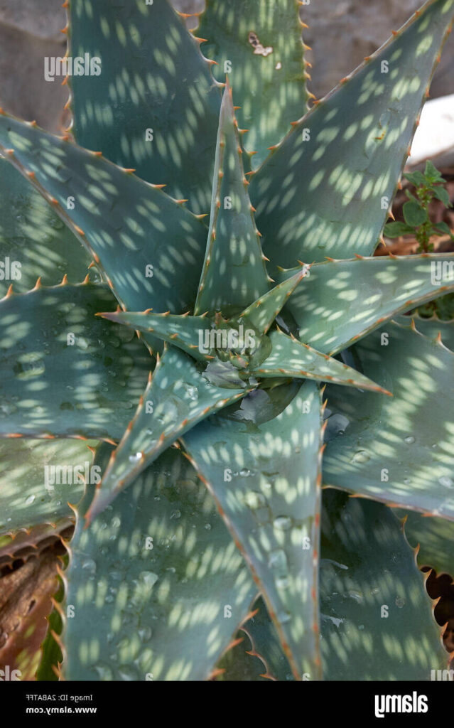 aloe maculata la suculenta manchada