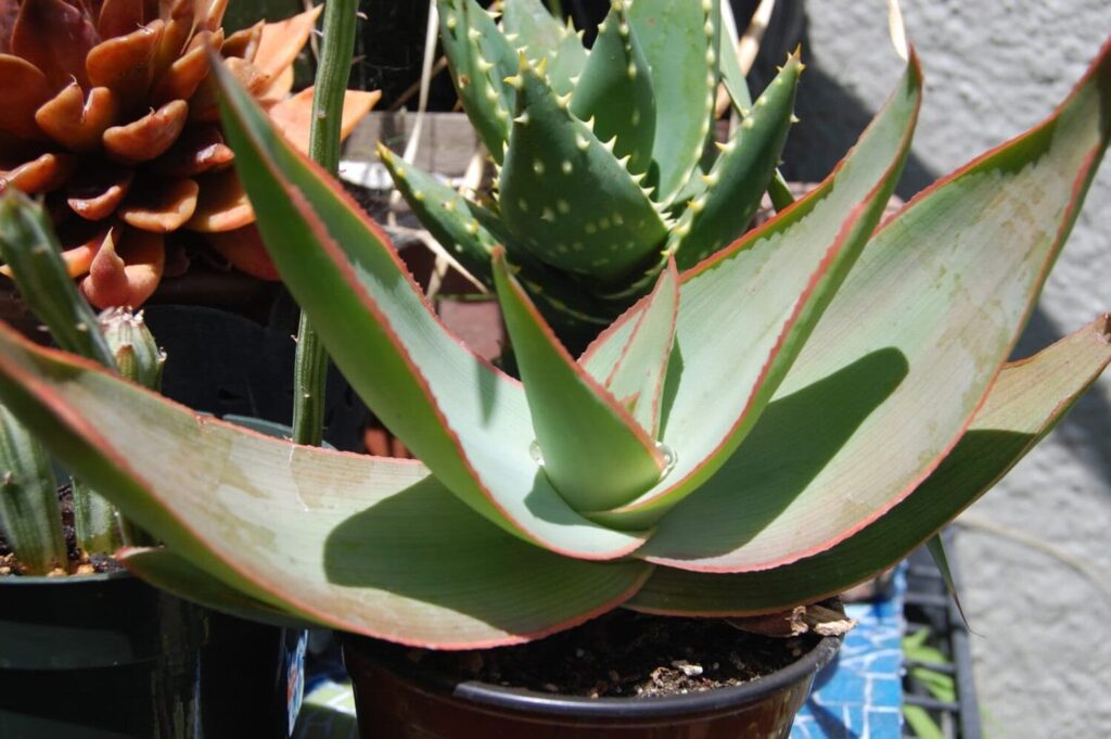 aloe malawiensis la suculenta exotica de malawi