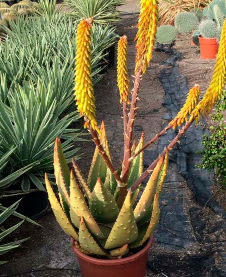 aloe marlothii guia completa de cuidados y propiedades