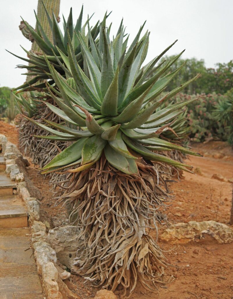 aloe marlothii var marlothii guia completa en espanol