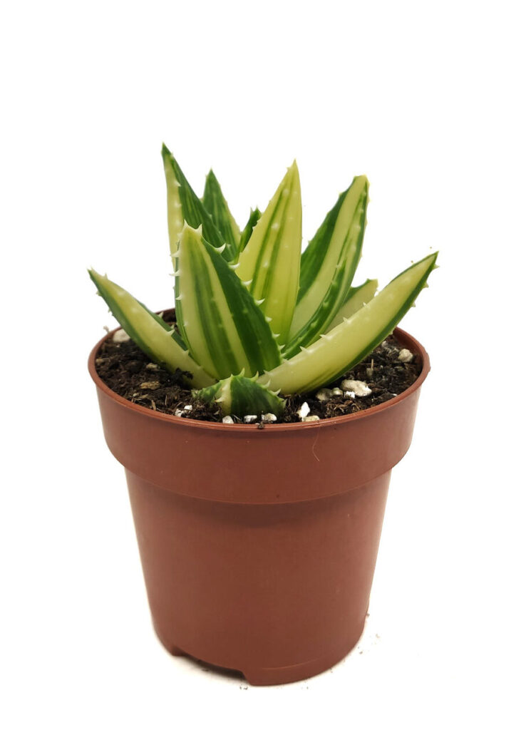 aloe mitriformis la suculenta perfecta