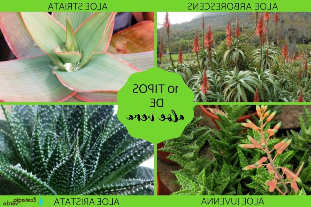 aloe mubendiensis la suculenta ideal para tu jardin