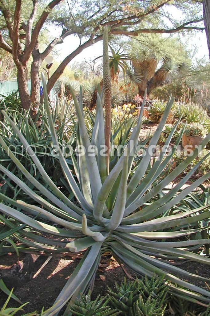 aloe ortholopha la suculenta perfecta para tu jardin