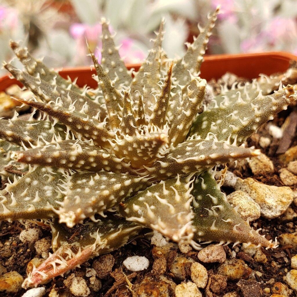 aloe pepeana todo sobre esta suculenta unica