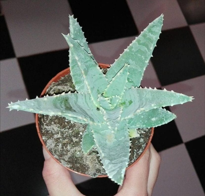 aloe pilansii guia completa de cuidados y cultivo