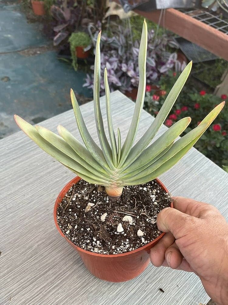 aloe plicatilis la suculenta abanico