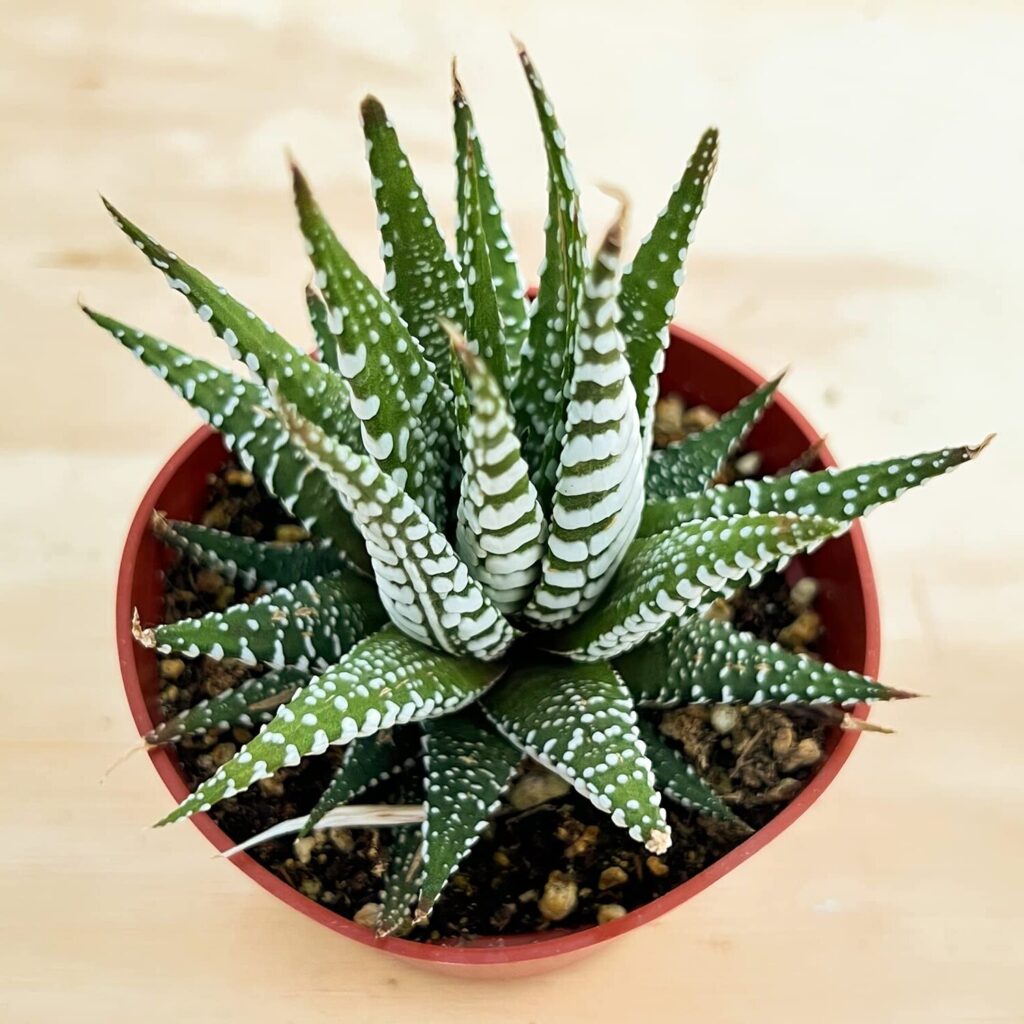 aloe pruinosa la suculenta arbolada