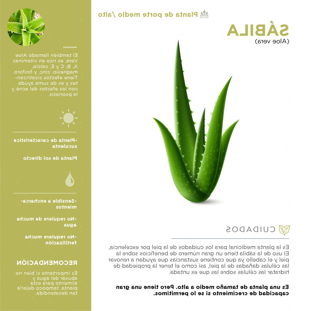 aloe vera la suculenta medicinal por excelencia