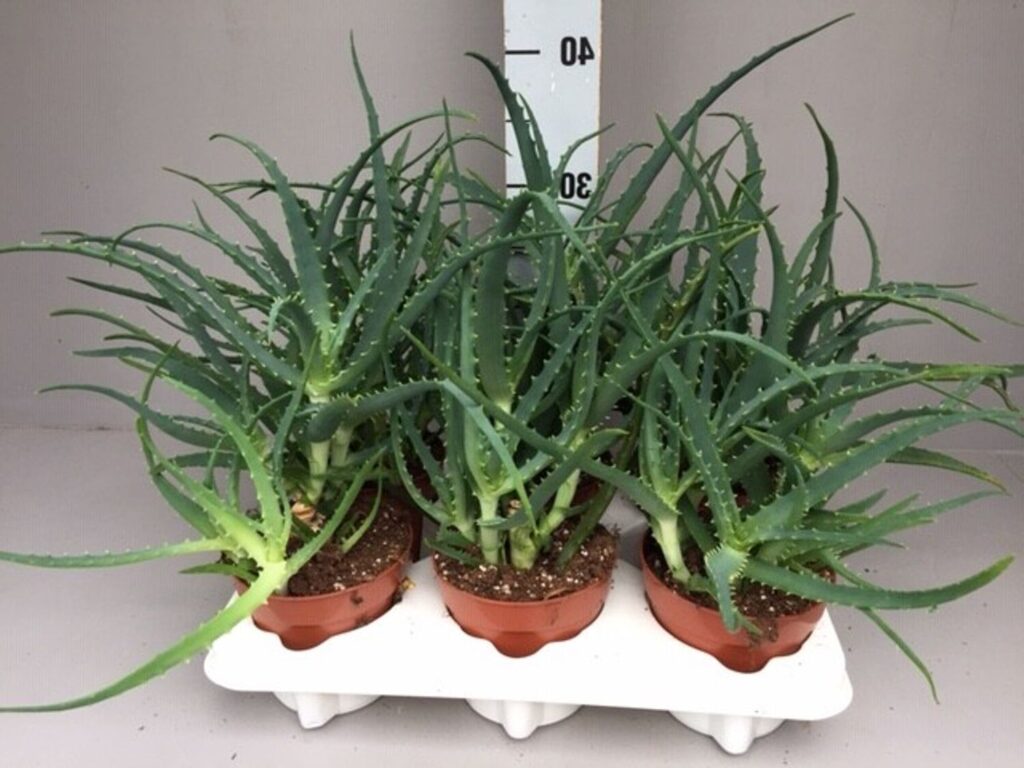 aloe x spinosissima todo sobre esta suculenta