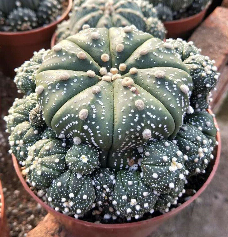 astrophytum guia completa