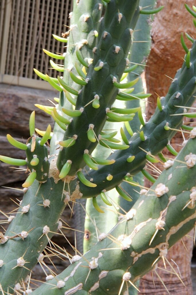 austrocylindropuntia guia completa