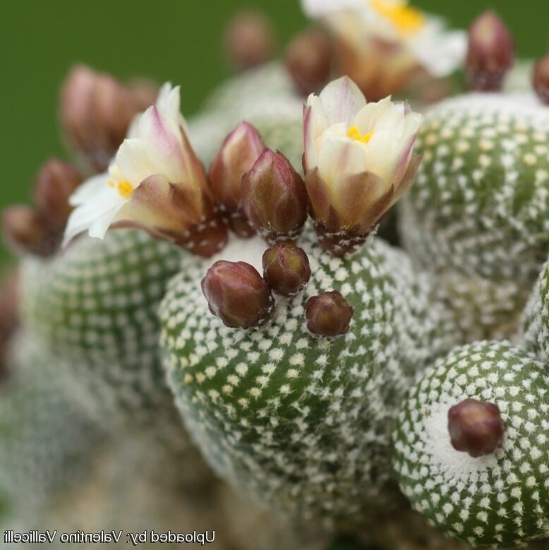 blossfeldia cuidados y cultivo