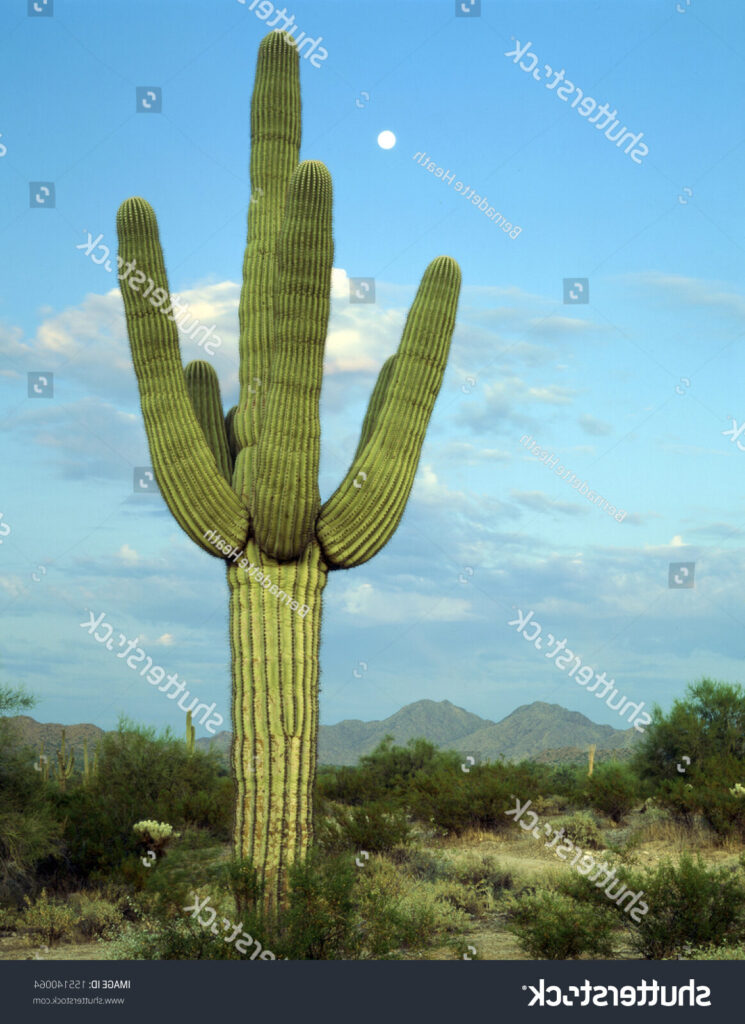 carnegiea la reina del desierto