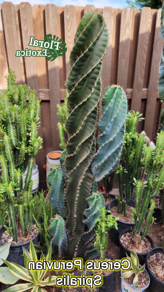 cereus guia completa