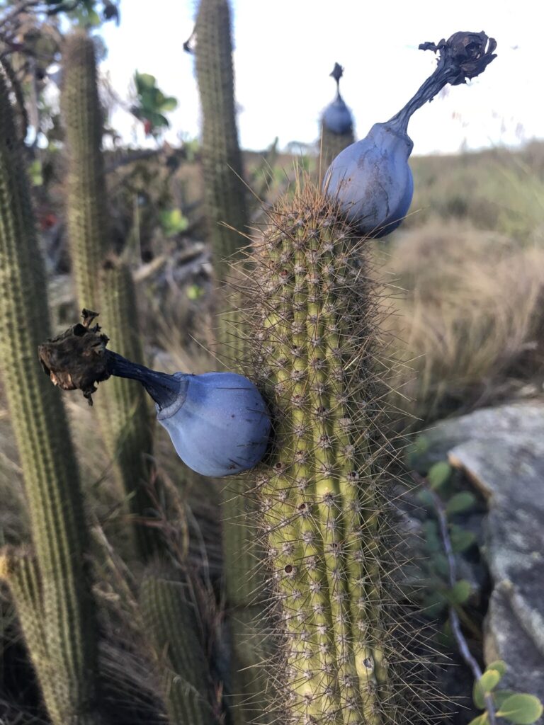 cipocereus guia completa