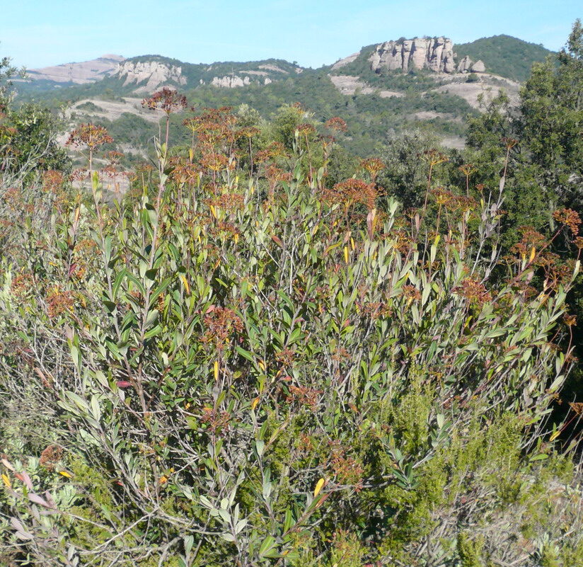 crassula alpestris