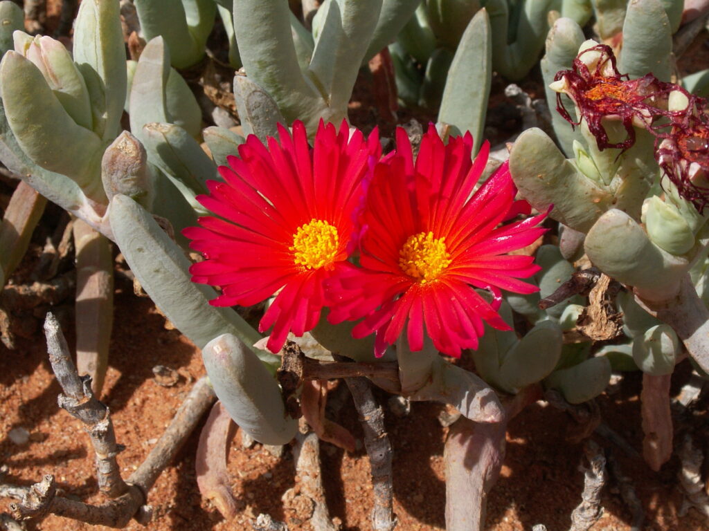 crassula alstonii