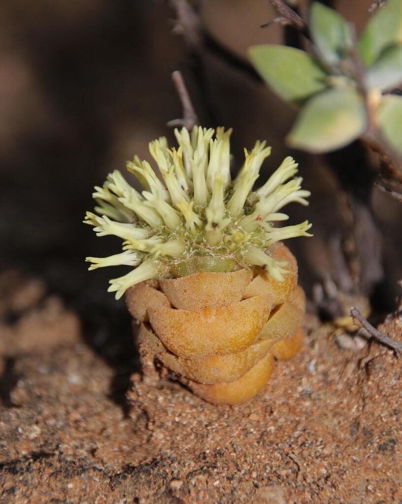 crassula columnaris