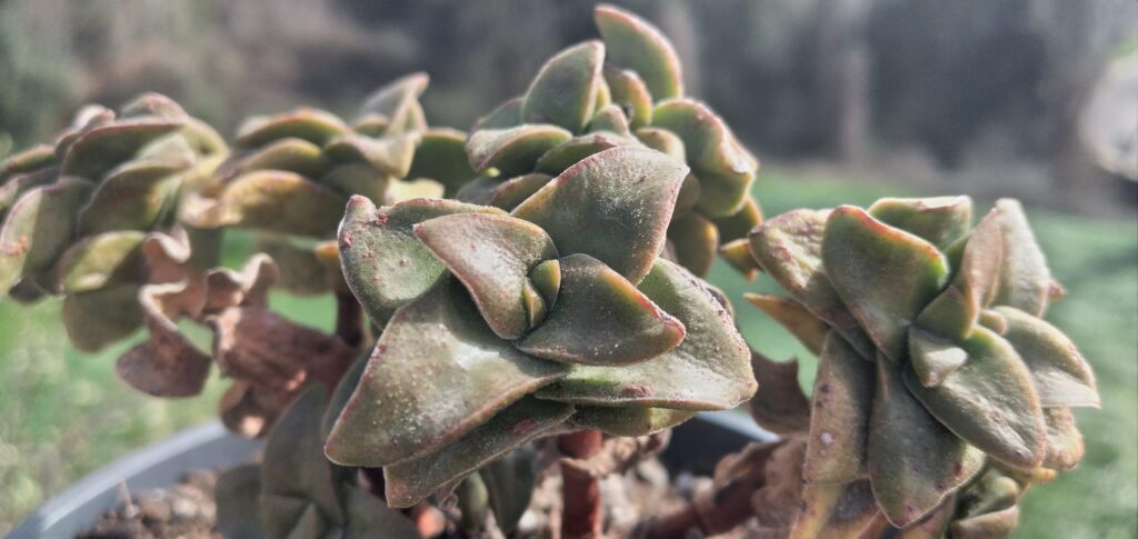 crassula falcata cuidado descripcion