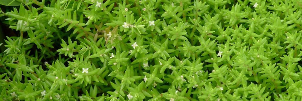 crassula helmsii cuidado descripcion exterior ficha luz maceta propagacion riego sustrato terrarios transplante