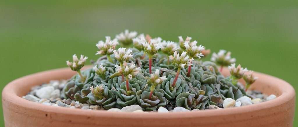 crassula hemisphaerica cuidado descripcion