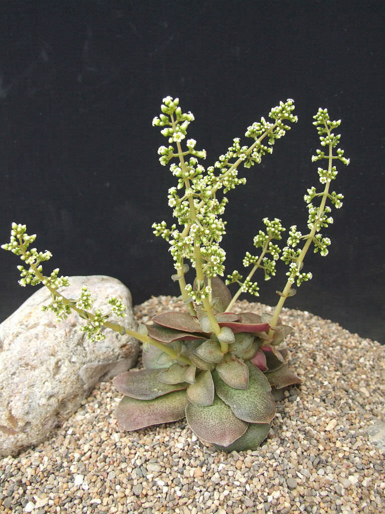 crassula hemisphaerica subsp rhodesica