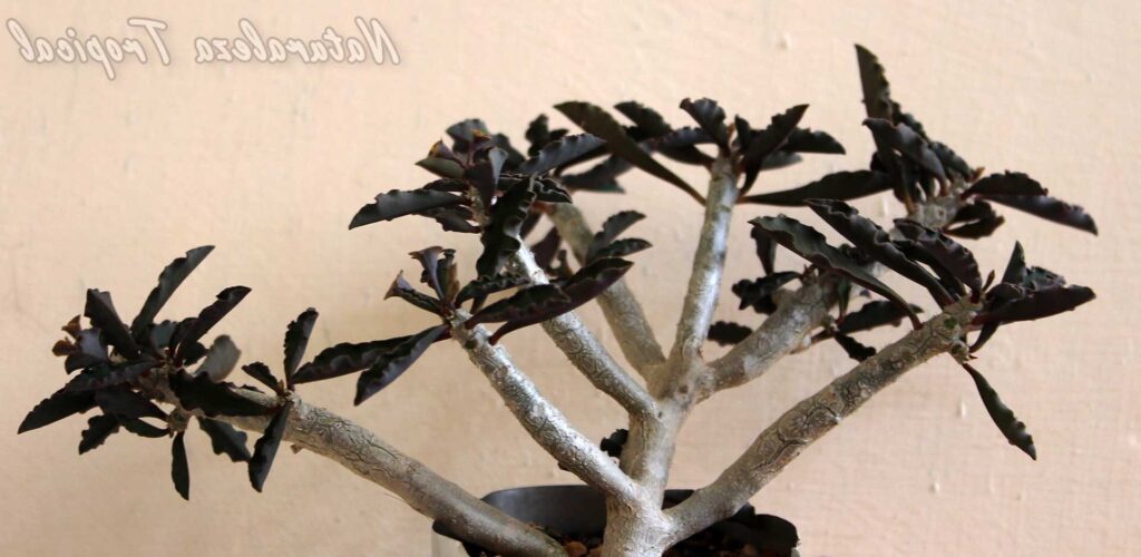 crassula mesembryanthemoides cuidado descripcion