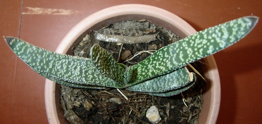 crassula perfoliata var falcata cuidado crecimiento