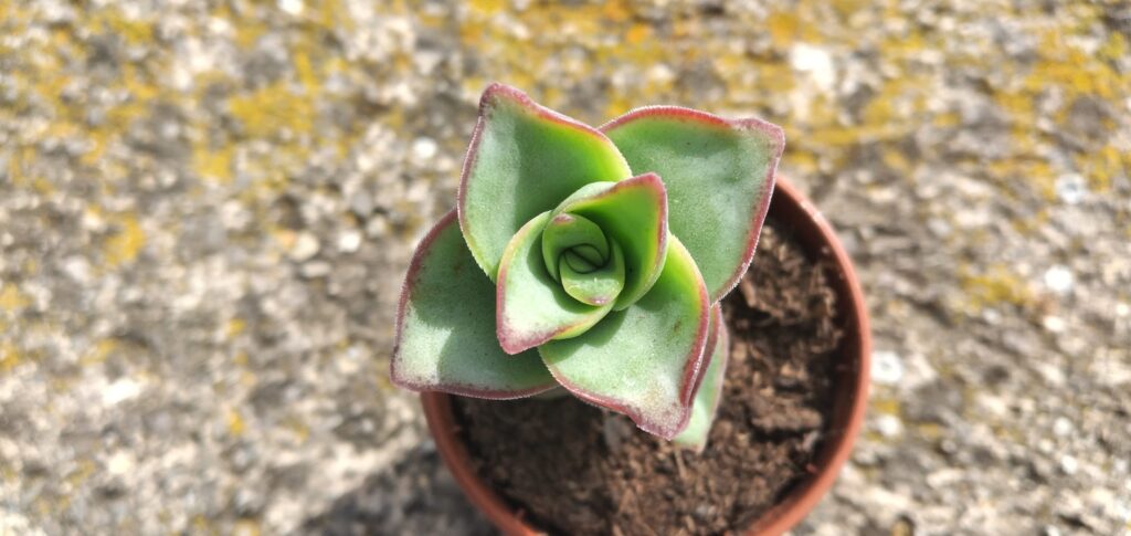 crassula perforata cuidado riego