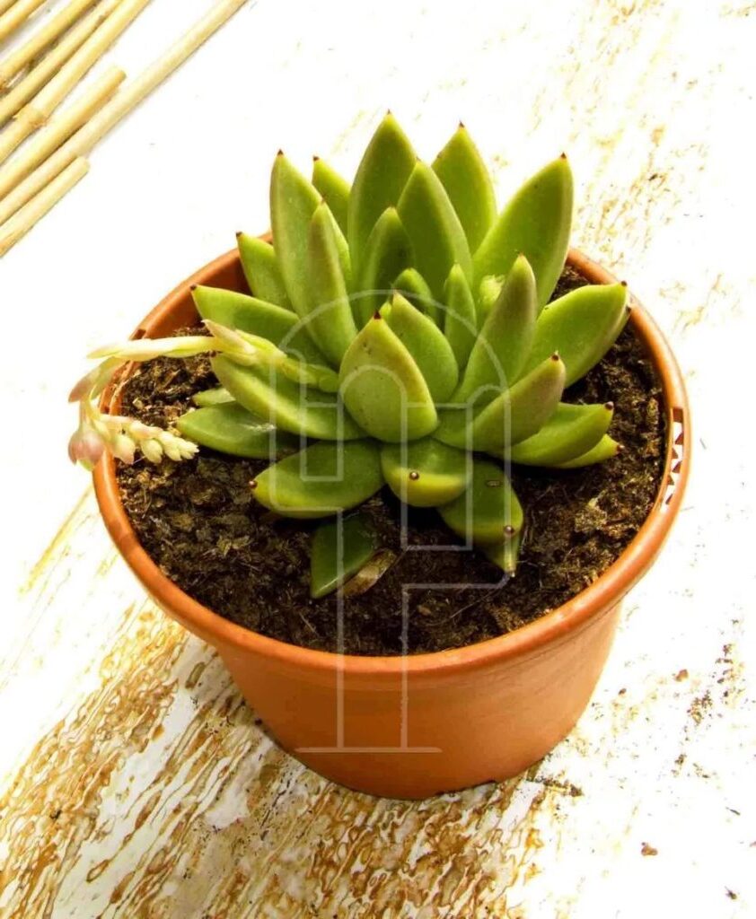 crassula perforata variegata caracteristicas y cuidado en macetas