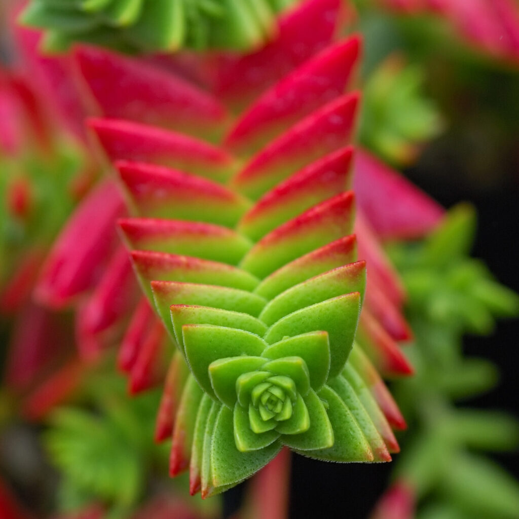 crassula plegmatoides