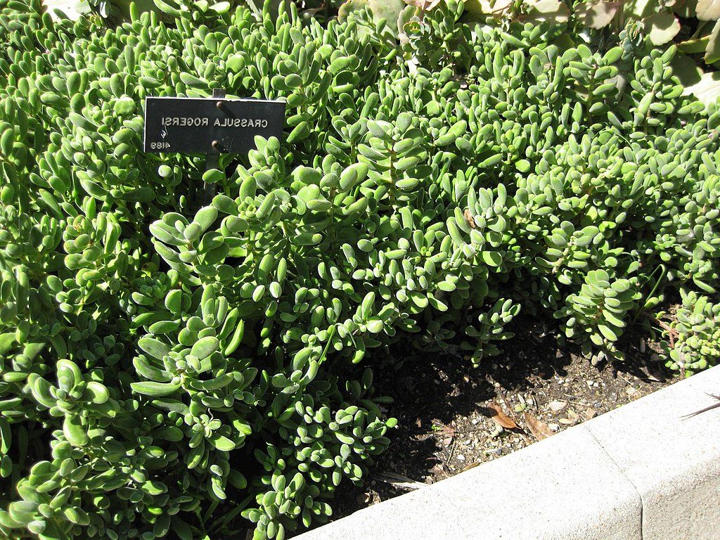 crassula rogersii