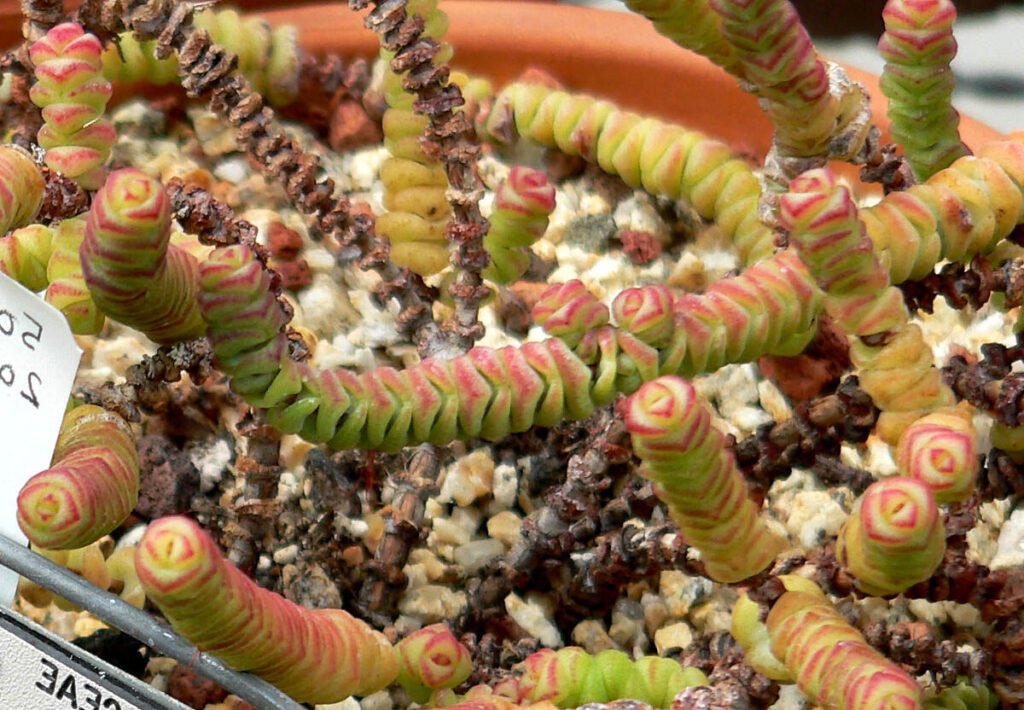 crassula rupestris