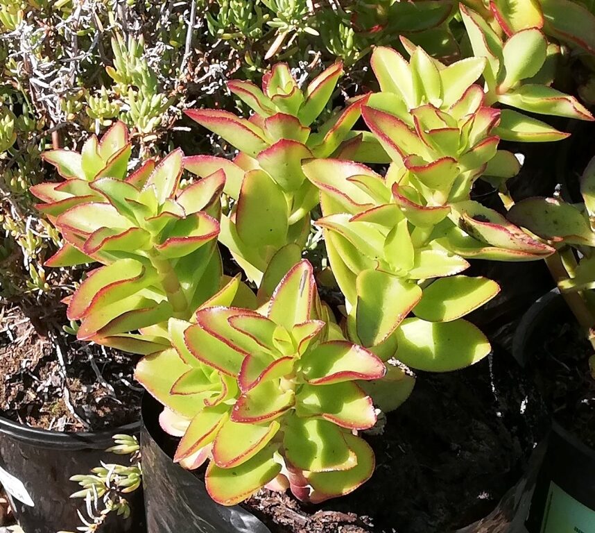 crassula sarmentosa