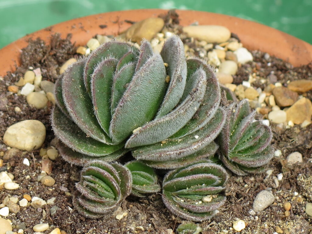 crassula schimperi