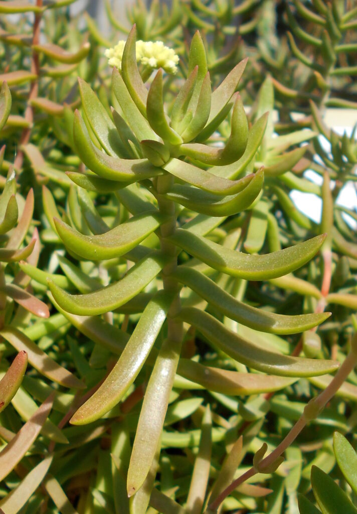 crassula tetragona