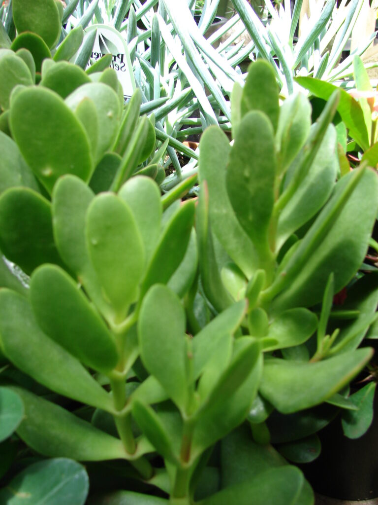 crassula vaginata