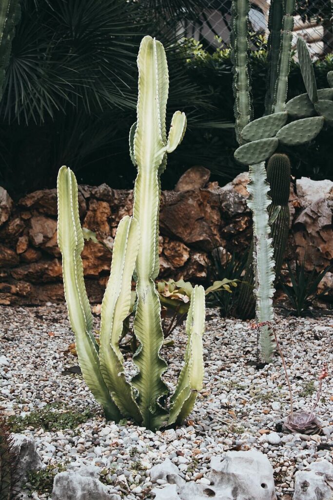 crassula viridis