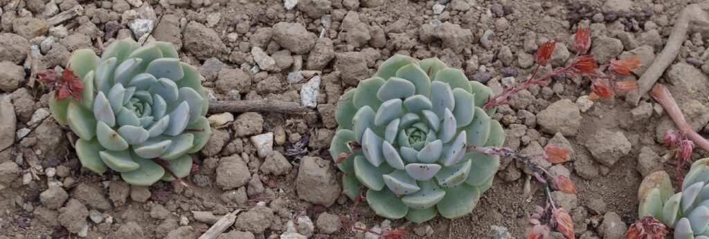 echeveria albicans descubre la belleza de esta suculenta de hojas blancas