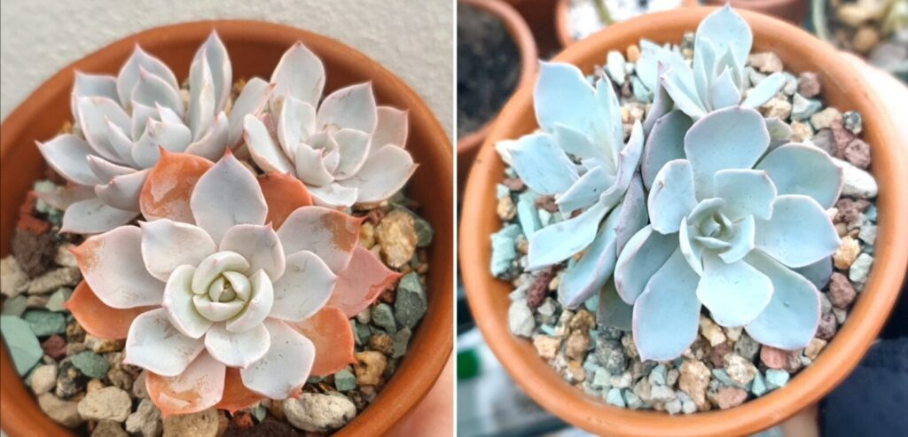 echeveria blue bird caracteristicas cuidado flores humedad luz maceta riego suculentas