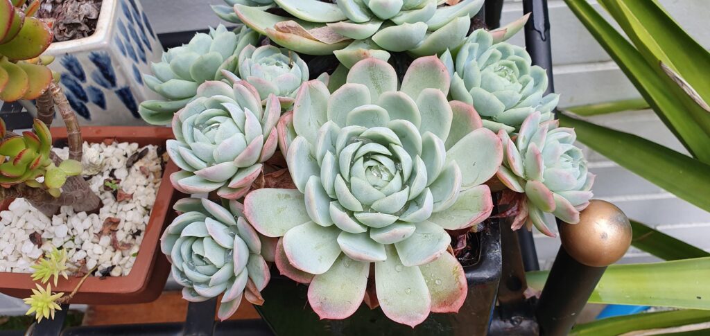 echeveria blue waves cuidado descripcion flores