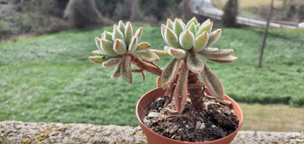 echeveria chocolate cuidado descripcion