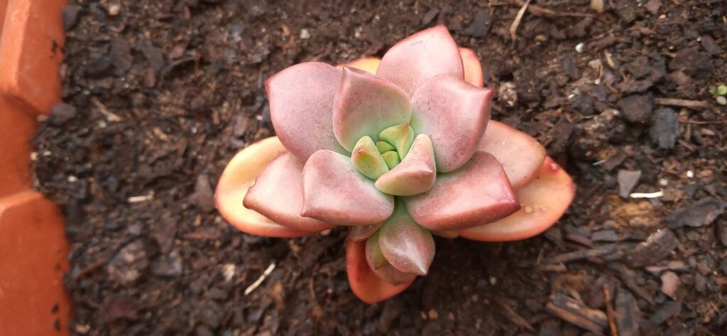 echeveria cubic frost descripcion cuidado flores