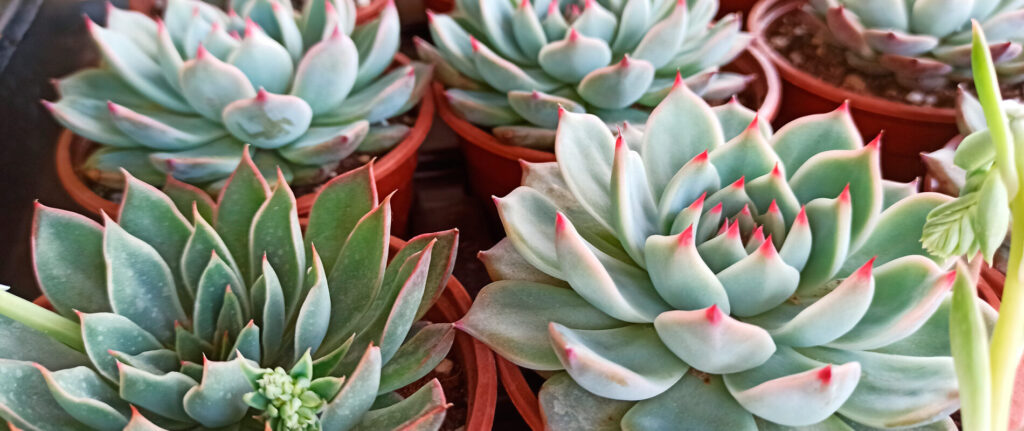 echeveria elegans cuidado descripcion