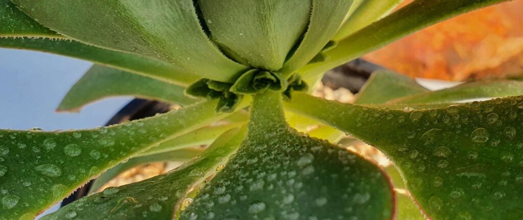 echeveria encantada cuidado descripcion